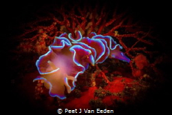The Frilled Nudibranch 

Common to the Cape Peninsula o... by Peet J Van Eeden 